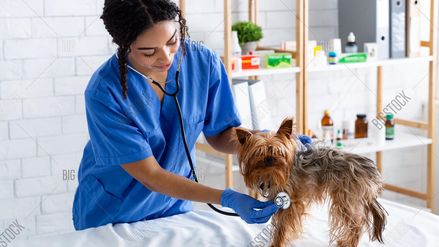 Yorkshire-Terrier wird von einer Tier&auml;rztin abgeh&ouml;rt