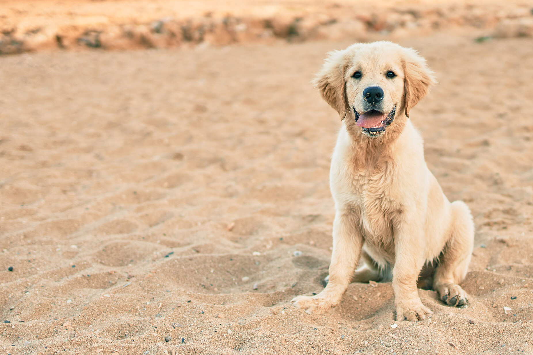 Golden-Retriever-Welpe im Sand